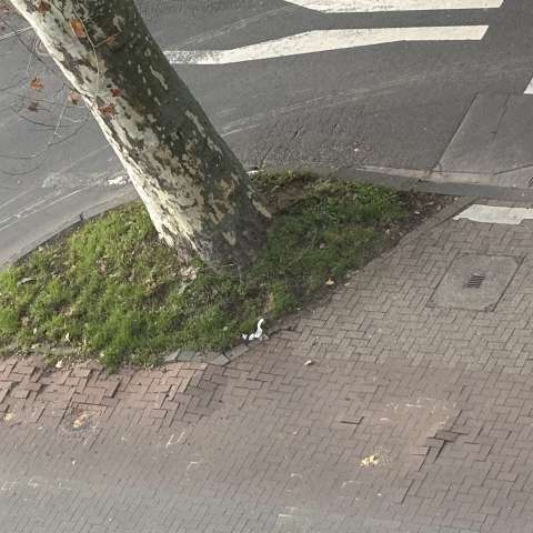 Bild zu gemeldetem Anliegen vom *2025-12-17 13:47:33