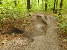 Bild zu gemeldetem Anliegen vom *2024-05-04 18:43:05 Grabungen im Waldgebiet hinter Berrenrather Str. 288. Löcher bis direkt an Baumstamm heran. 