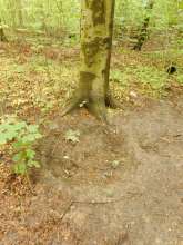 Durch wilde Grabung beschädigte Baumwurzel im Beethovenpark. Bild zu gemeldetem Anliegen vom *2024-05-04 18:31:57
