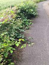 Bild zu gemeldetem Anliegen vom *2024-06-19 12:28:47