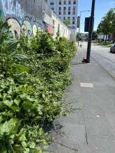 Bild zu gemeldetem Anliegen vom *2024-06-09 12:33:59