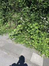 Bild zu gemeldetem Anliegen vom *2024-06-25 16:02:19