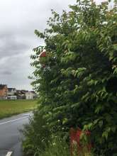 Bild zu gemeldetem Anliegen vom *2024-06-17 12:32:36