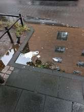 Bild zu gemeldetem Anliegen vom *2024-06-20 09:34:15