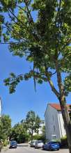 Bild abgebrochenen Ast