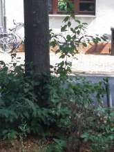 Bild zu gemeldetem Anliegen vom *2024-07-26 09:36:09