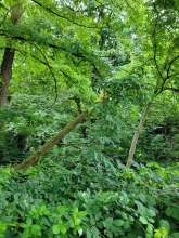 Bild zu gemeldetem Anliegen vom *2024-07-15 09:27:54