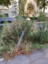 Bild zu gemeldetem Anliegen vom *2024-07-29 08:36:05