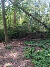 Teilweise bilden Gestrüpp und Baumstämme eine undurchdringliche Wand über dem Weg.