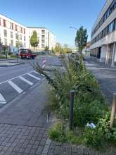 Bild zu gemeldetem Anliegen vom *2024-07-30 06:31:24