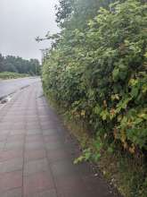 Bild zu gemeldetem Anliegen vom *2024-07-27 13:26:30
