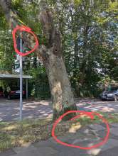 Bild zu gemeldetem Anliegen vom *2024-08-26 16:09:55 Baum, der sich zunehmend Richtung Strasse neigt