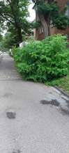 Bild zu gemeldetem Anliegen vom *2024-08-14 18:24:11