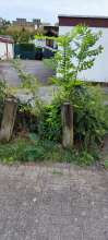 Bild zu gemeldetem Anliegen vom *2024-08-29 18:33:38