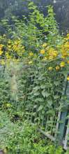 Bild zu gemeldetem Anliegen vom *2024-08-02 08:18:07