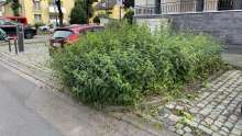 Wildwuchs von Unkraut 