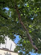 Bild zu gemeldetem Anliegen vom *2024-08-06 12:29:11