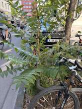 Bild zu gemeldetem Anliegen vom *2024-08-25 15:28:14