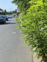 Bild zu gemeldetem Anliegen vom *2024-08-29 12:28:37 Bergstr. Köln- Mauenheim vor Haus Nr. 64