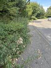 Bild zu gemeldetem Anliegen vom *2024-08-26 15:28:57