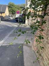 Bild zu gemeldetem Anliegen vom *2024-08-11 15:28:46