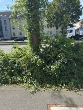 Bild zu gemeldetem Anliegen vom *2024-08-12 14:41:54