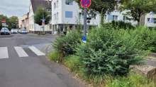 Büsche, die die Sicht auf Fußgänger verdeckt die dem Zebrastreifen nutzen wollen, Schulweg!