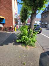 Bild zu gemeldetem Anliegen vom *2024-09-01 09:59:51
