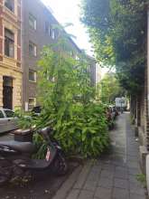 Bild zu gemeldetem Anliegen vom *2024-09-05 15:28:13