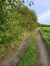 Hecken wachsen auf Feldweg, der als Spazierweg genutzt wird.