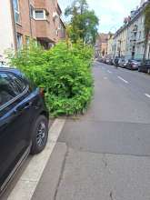 Bild zu gemeldetem Anliegen vom *2024-10-07 09:28:48