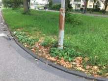Bild zu gemeldetem Anliegen vom *2024-10-08 15:10:40