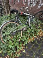 Bild zu gemeldetem Anliegen vom *2024-10-14 18:05:46