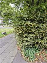 Bild zu gemeldetem Anliegen vom *2024-10-18 11:10:19