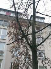 Bild zu gemeldetem Anliegen vom *2024-11-12 15:25:51