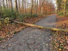 Bild zu gemeldetem Anliegen vom *2024-11-28 09:28:56