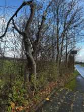Bild zu gemeldetem Anliegen vom *2024-12-03 12:56:17