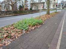 Bild zu gemeldetem Anliegen vom *2025-01-06 09:28:30