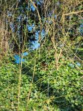 Bild zu gemeldetem Anliegen vom *2025-03-09 10:44:34