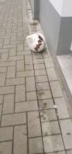 Bild zu gemeldetem Anliegen vom *2025-03-01 11:28:44