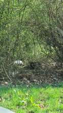 Bild zu gemeldetem Anliegen vom *2025-03-28 12:34:36