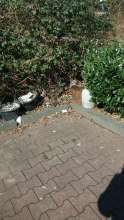 Bild zu gemeldetem Anliegen vom *2025-03-24 13:33:19