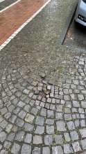 Pflastersteinchen büxen aus