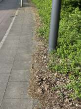 Bild zu gemeldetem Anliegen vom *2025-04-25 15:27:07