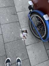 Bild zu gemeldetem Anliegen vom *2025-04-24 12:28:06