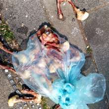 Bild zu gemeldetem Anliegen vom *2025-05-14 15:27:27