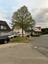 Dieser Baum muss dringend gewässert werden vom *2025-05-22 06:32:14