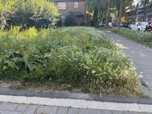Bild zu gemeldetem Anliegen vom *2025-06-30 10:22:40