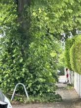 Bild zu gemeldetem Anliegen 01.06.25 vom *2025-06-01 12:27:57