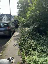 Bild zu gemeldetem Anliegen vom *2025-06-14 09:31:44